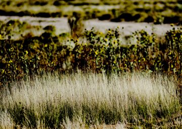 Desert Grass.jpg